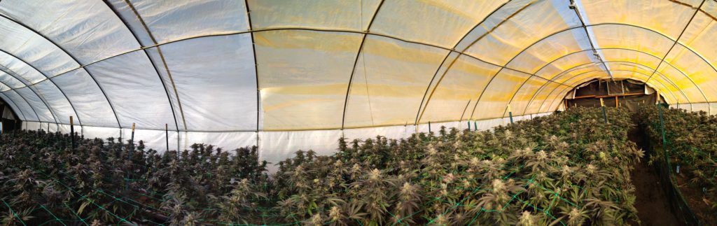 Greenhouse Covering Materials For Cannabis