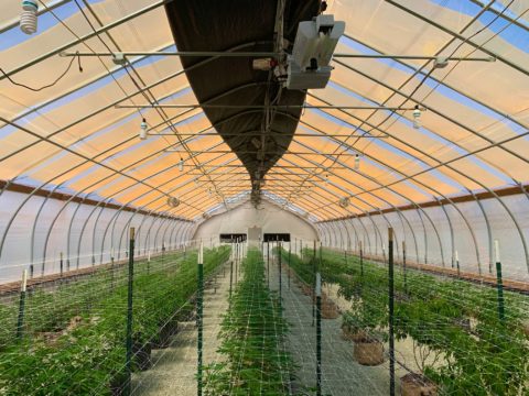 Greenhouse Plastic for Crops