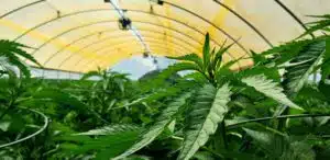 Greenhouse Covering Materials For Cannabis