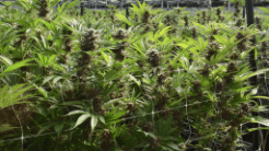 +8.0% Yield Increase in Cannabis