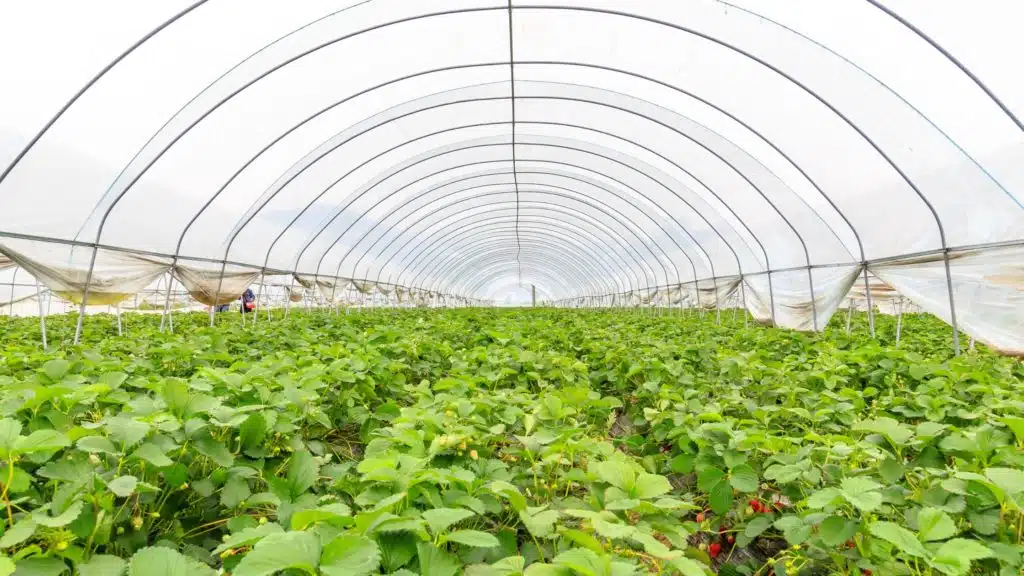 Greenhouse Cultivation: The Solution for Feeding the Planet