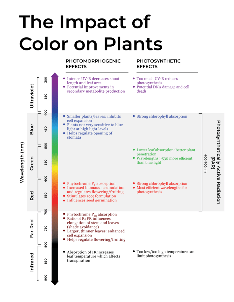 The Impact of Color on your plants