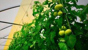 Tomatoes Grown Under UbiGro