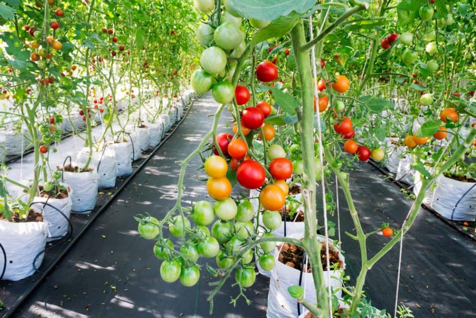 Greenhouse Grow More