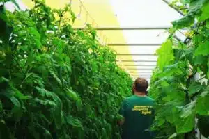 Greenhouse Grower Film