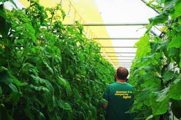 Greenhouse Technology Boosts Crop Yields Up To 20%