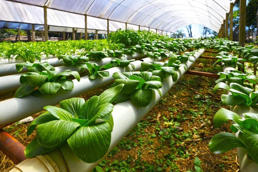 Greenhouse Cultivation: The Solution for Feeding the Planet