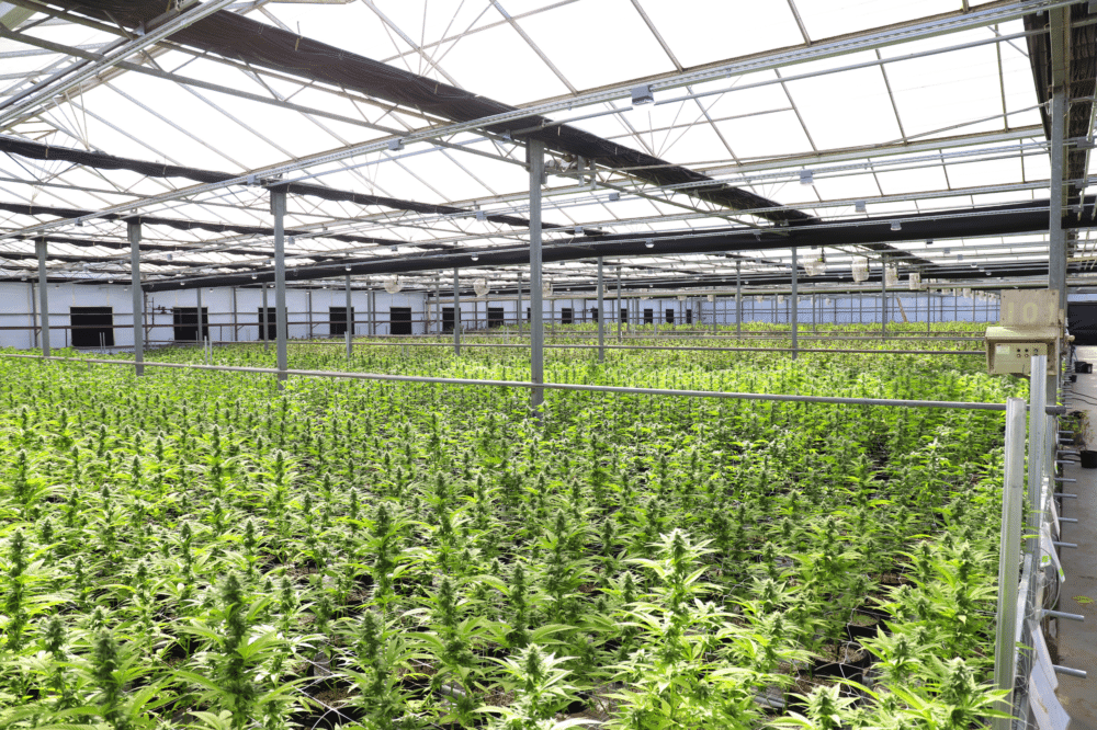 Greenhouse Coverings For Cannabis