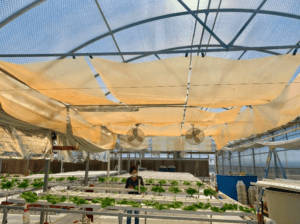 UbiGro Greenhouse Film For Lettuce