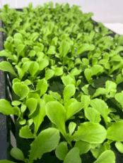 ubiGro lettuce greenhouse film