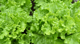 Lettuce Crop