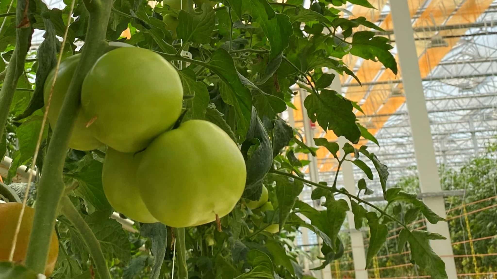 the-importance-of-light-diffusion-on-your-canopy