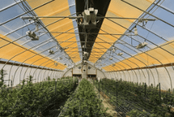UbiGro Cannabis Canopy