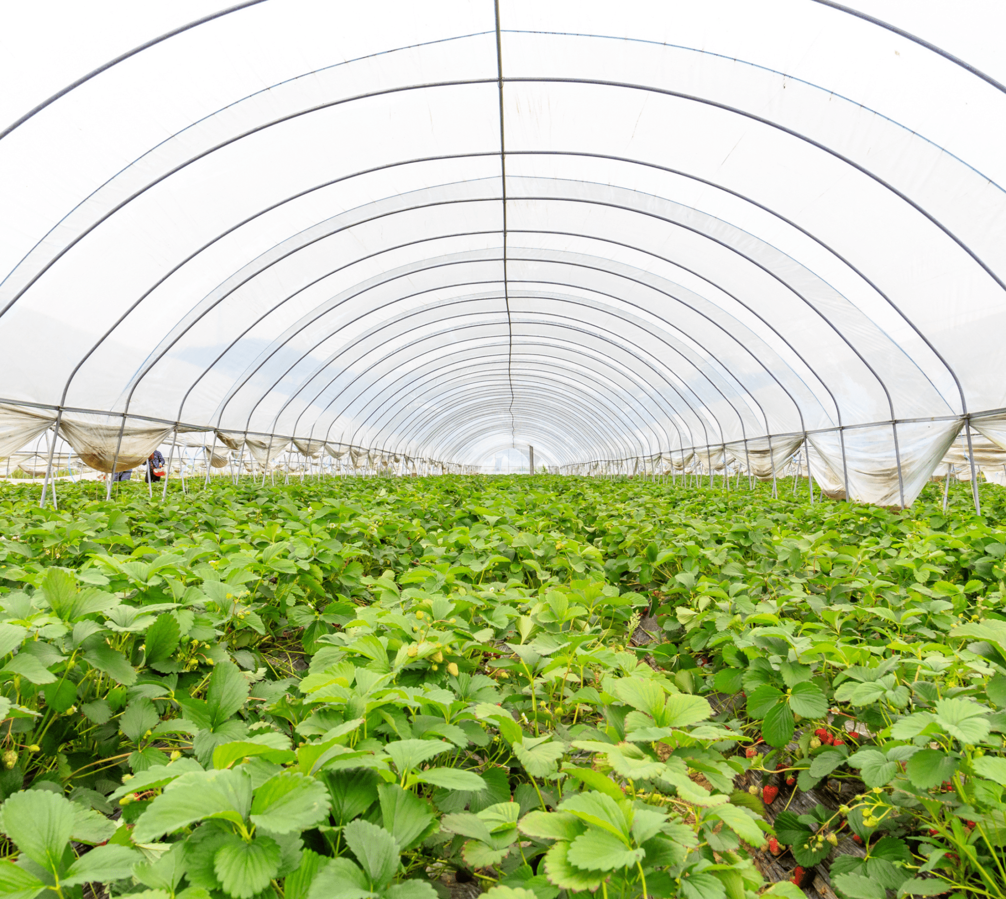 Explore 6 Types of Greenhouse Poly Film Coverings | UbiGro