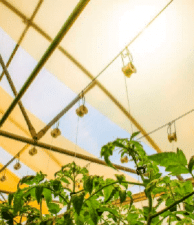 5 Misconceptions of Greenhouse Covers