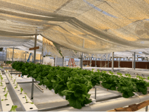 Lettuce Boost under Greenhouse Film