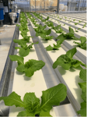 +9.4% Yield Boost in Romaine Lettuce Trial