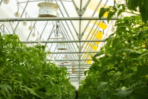 The Power of Red Light in Greenhouse Farming
