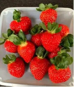 small red strawberries