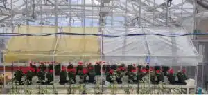 rows of potted red plants