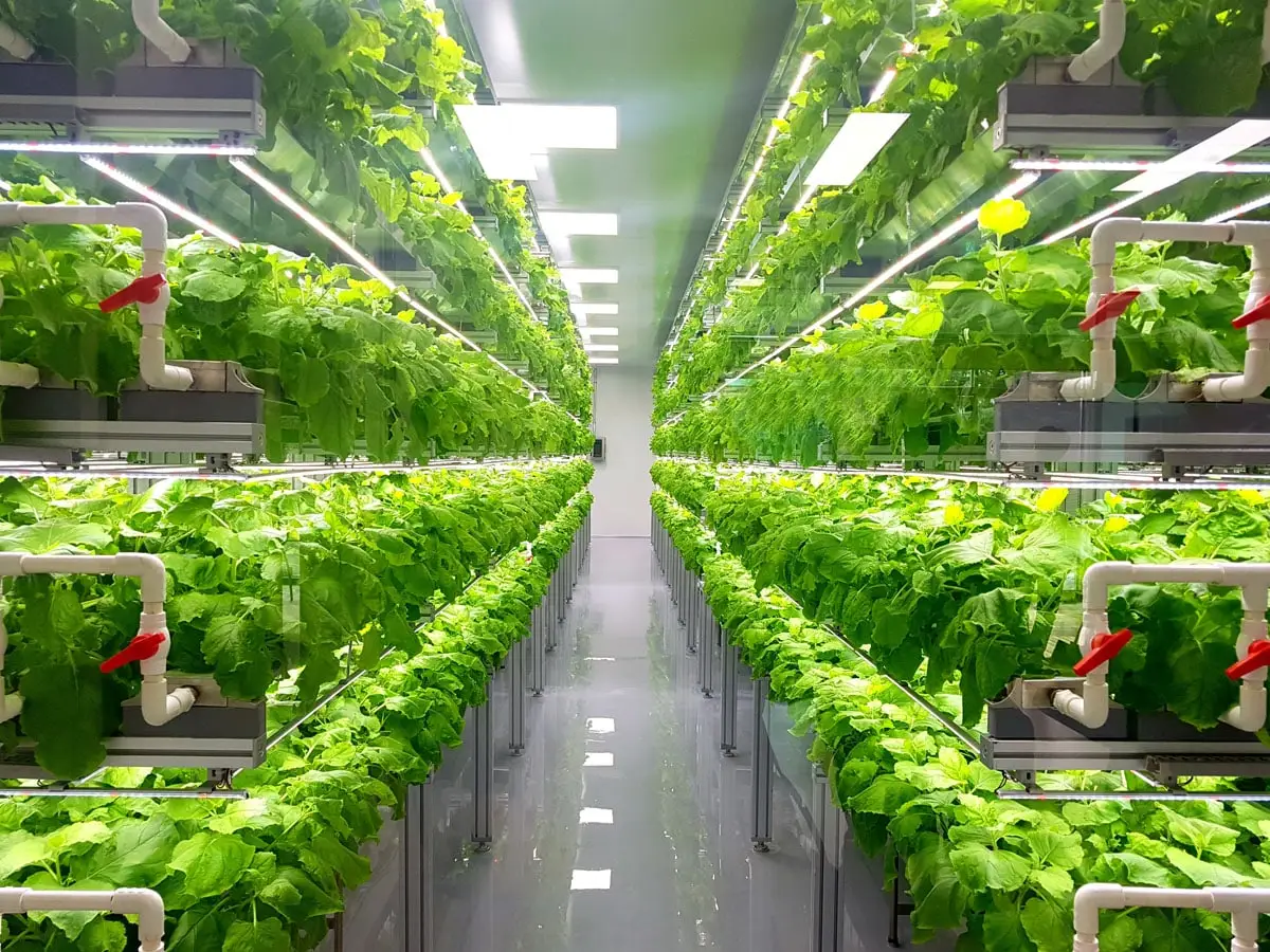 The Status of the Global Greenhouse Industry