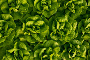 ripe green lettuce leaves