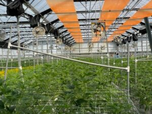 The Power of Red Light in Greenhouse Farming