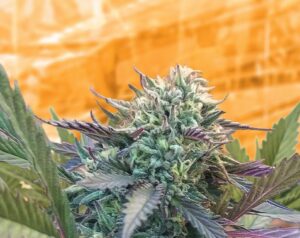 Integrated Pest Management (IPM) for Successful and Sustainable Cannabis Cultivation