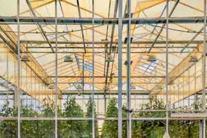 greenhouse ceiling and interior walls