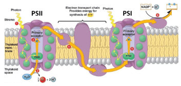 Figure 6. Electrons move from PSII to PSI on the electron transport