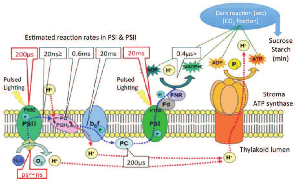Electrochemical Gradients, Plant Metabolism, and Light Quality