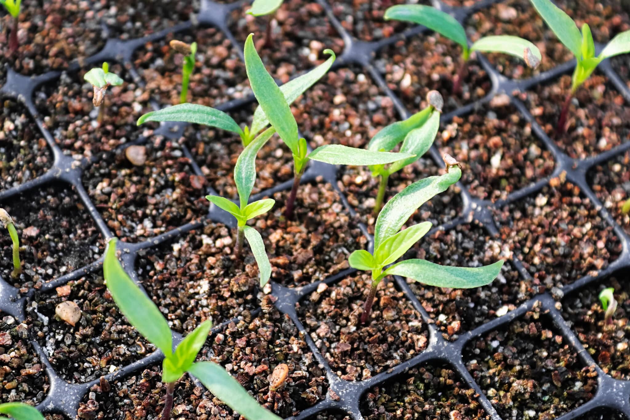 4 Ways to Use a Greenhouse in the Summer