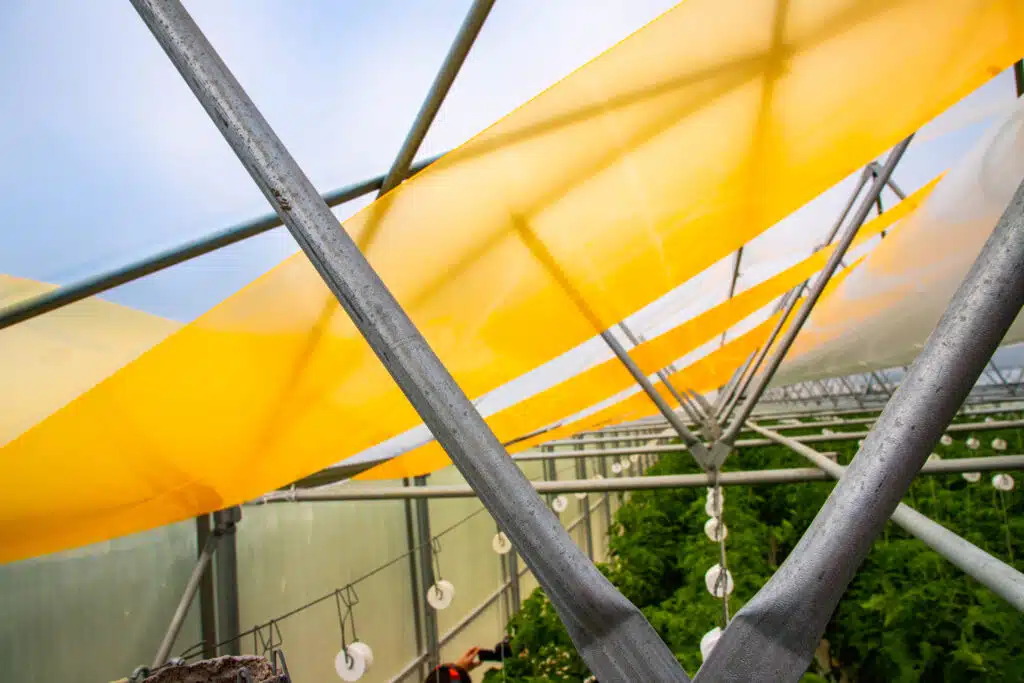 4 Ways to Use a Greenhouse in the Summer