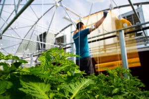 Sustainable Benefits of Sungrown Cannabis