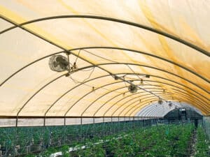 Sustainable Benefits of Sungrown Cannabis