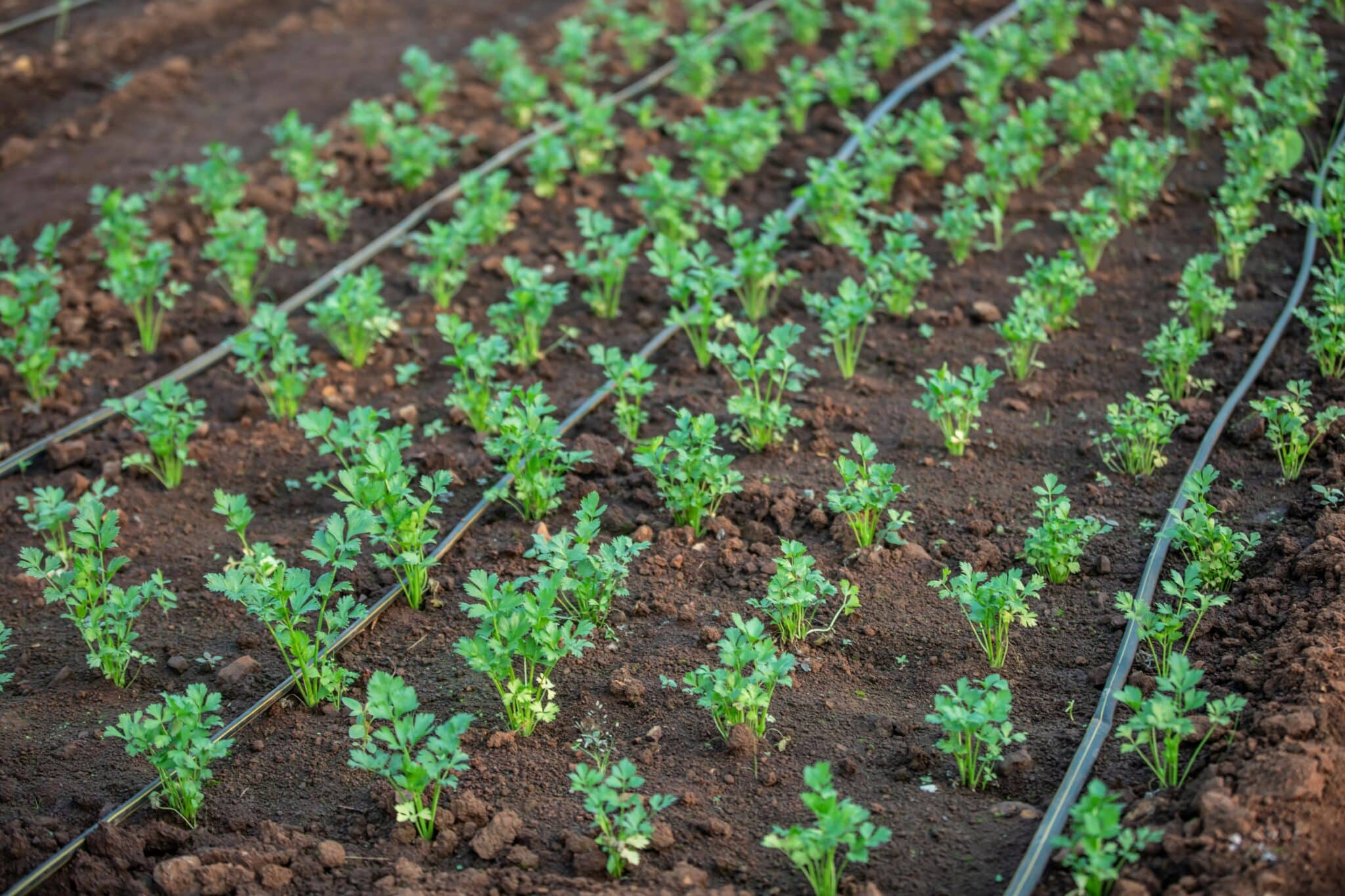 6 Steps to Design A Sustainable Greenhouse